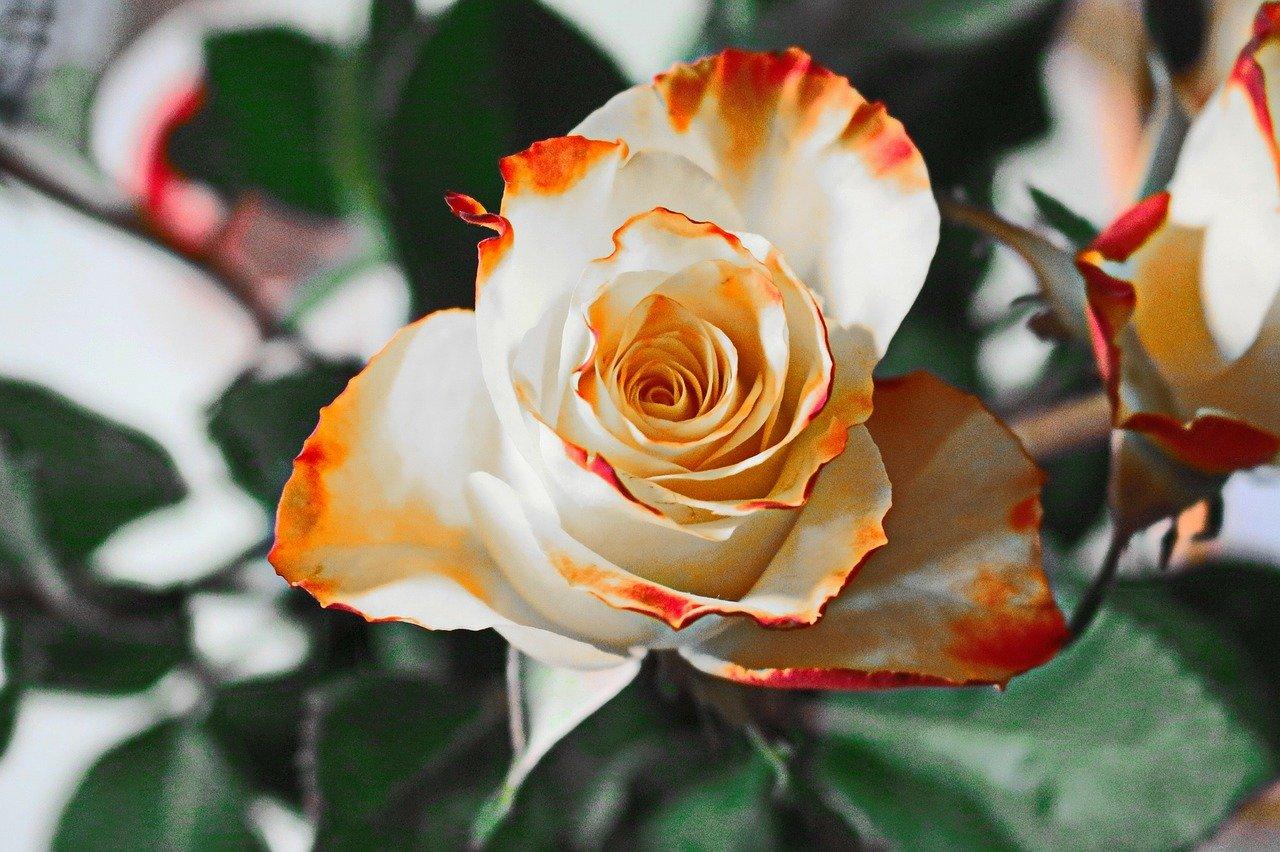 Bielo-oranžová ruža