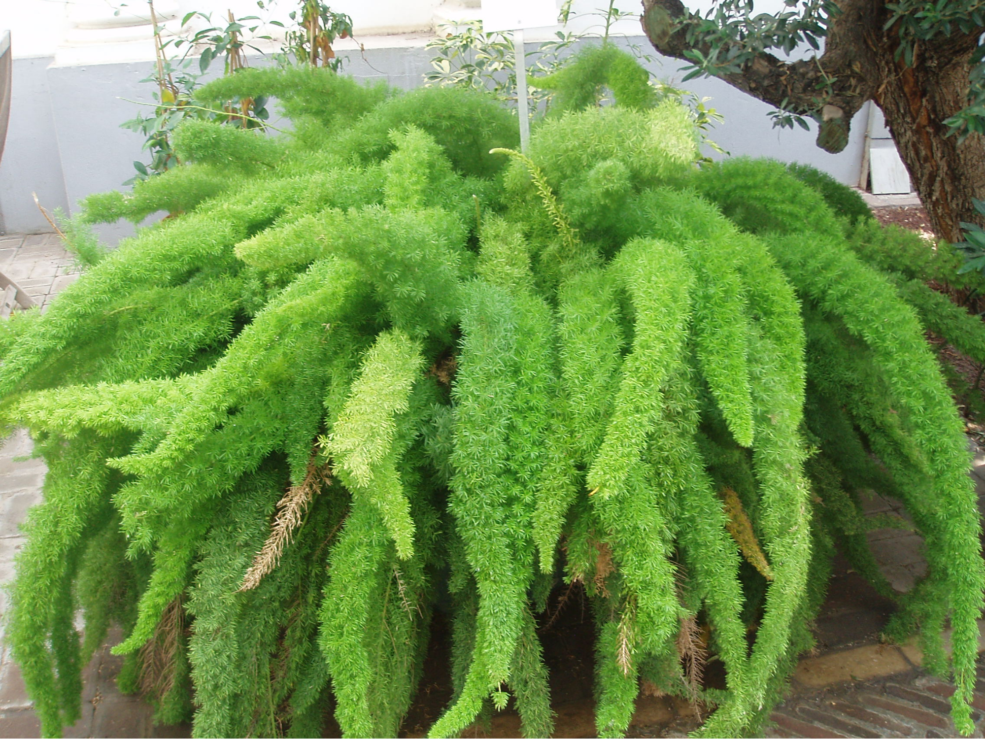 Izbová rastlina asparágus hustokvetý