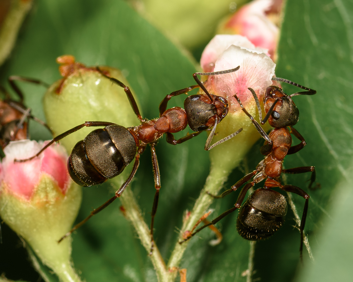 Mravce lezú na kvety rastlín