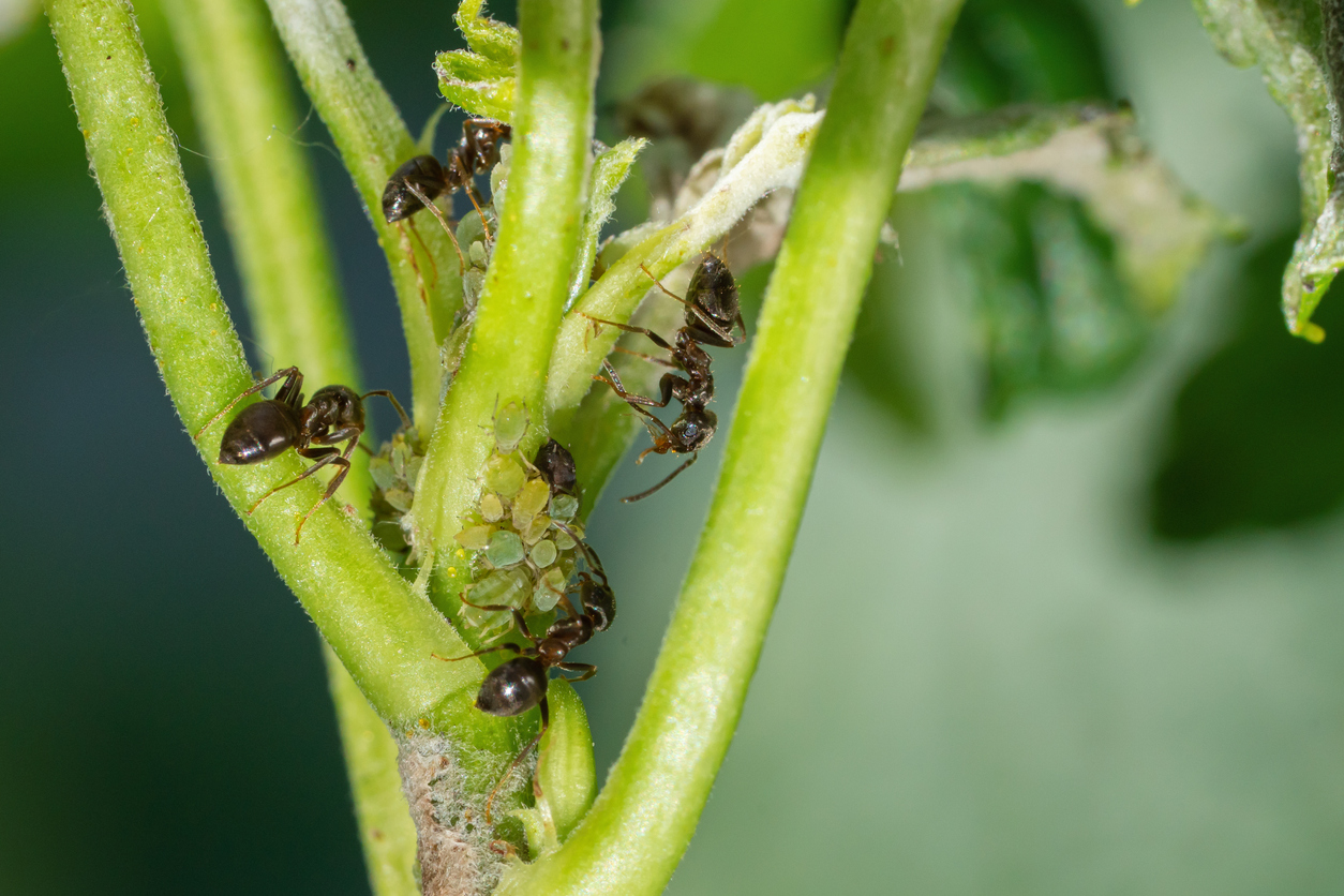 Mravce prenášajú vošky na rastliny