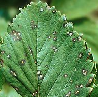 Plesňová choroba - Biela a fialová škvrnitosť listov jahôd