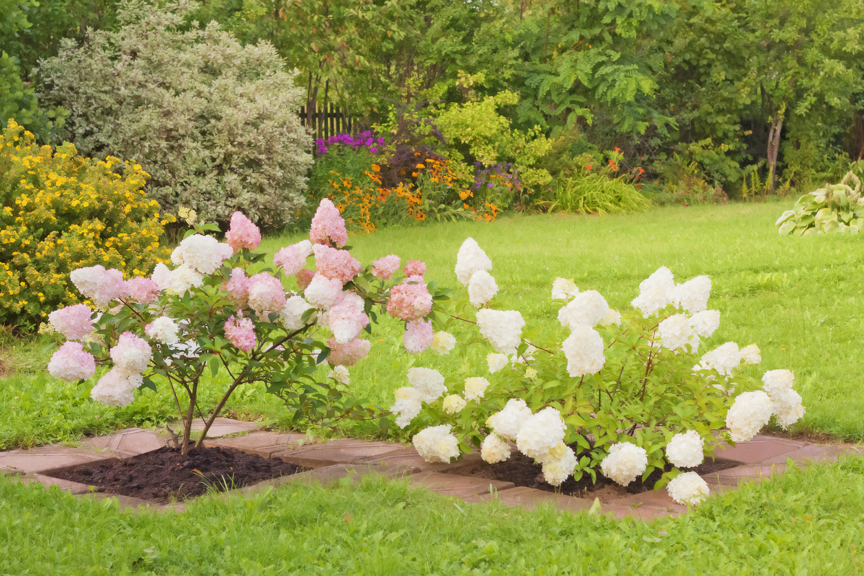 Rozkvitnuté hortenzie v záhradke