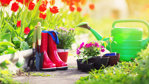 Záhradkárske potreby pri tulipánoch - lopatka, motyčka, gumáky, krhla, trvalky v priesadách