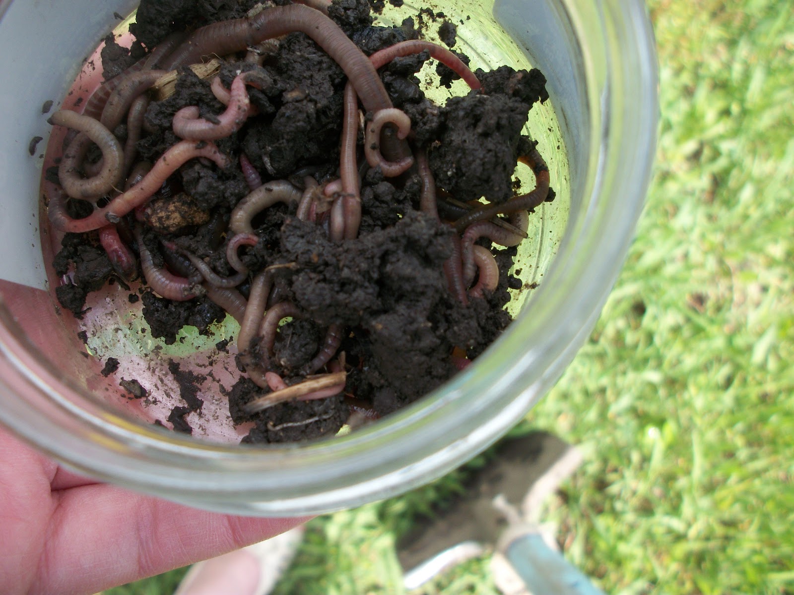 Dážďovky prekyprujú kompost a podporujú žiadúci rozklad