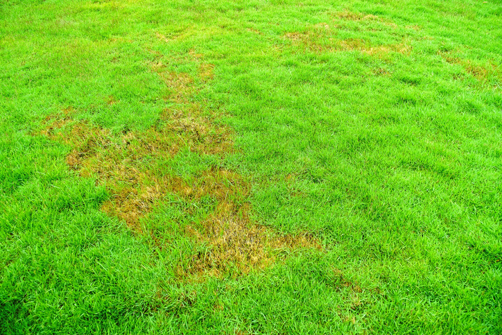 Žlté lysiny na trávniku v dôsledku patogénu