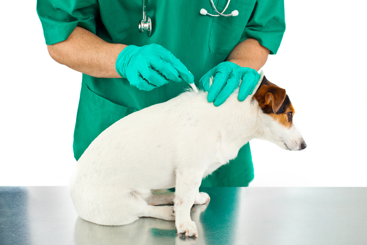 Pipetovanie psa proti parazitom u veterinára