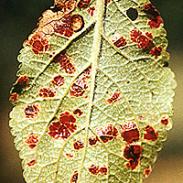 Czerwona plamistość liści śliwek
