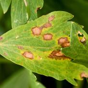 Septoria leaf spot chryzantemy