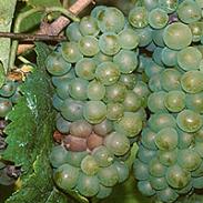 Botrytis (szara pleśń) winorośli
