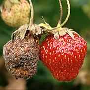 Botrytis (szara pleśń) truskawek