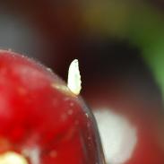 Strudel wiśniowy na owocach pestkowych