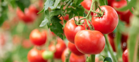 9 wskazówek od profesjonalnych ogrodników, które pozwolą Ci ulepszyć uprawę pomidorów