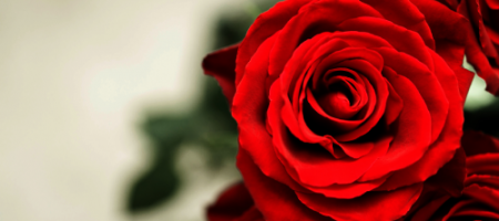 Jak uprawiać piękne róże i chronić je przed chorobami i szkodnikami