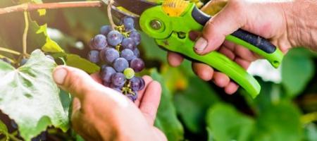 Przycinanie winorośli: wszystko, co powinieneś o tym wiedzieć