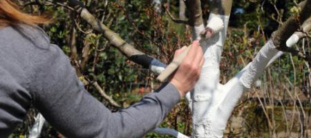 Kiedy i jak malować wapnem drzewa przed pęknięciami mrozowymi?