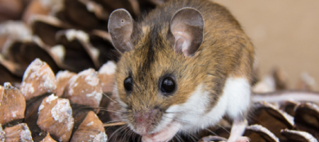 Jak pozbyć się szczurów, myszy i kretów w ogrodzie i w domu?