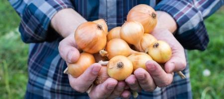 Czy wiesz kiedy i jak uprawiać cebulę?