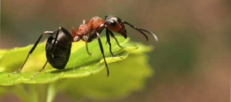 Zlikwiduj raz na zawsze nadmierną populację mrówek w ogrodzie!