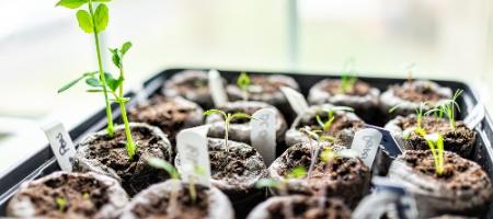 Jak stosować tabletki torfowe do uprawy sadzonek?