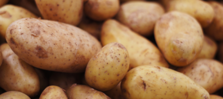 Jak sadzić ziemniaki i jak chronić je przed chorobami?