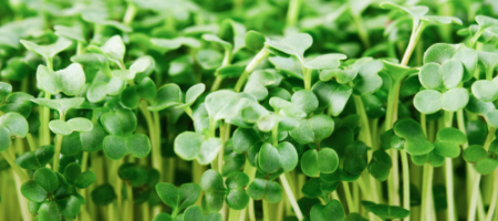 Nasiona Microgreens: wyhoduj zdrowe warzywa w 14 dni