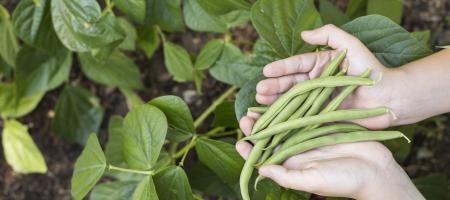 Fasola: sadzenie i uprawa ulubionego warzywa