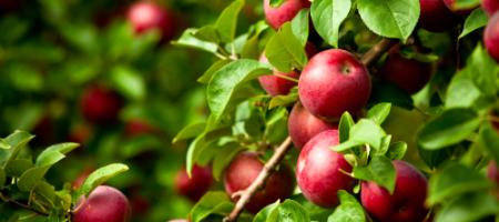 Najlepsze odmiany jabłek na Słowacji - które z nich są Twoimi ulubionymi?