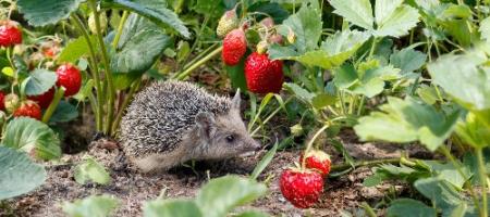 Co zrobić z truskawkami pod koniec lata?