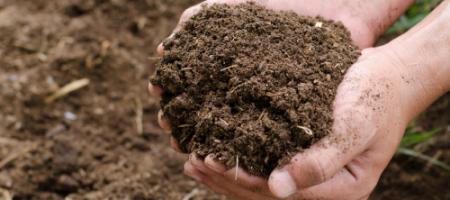 Niedobory składników pokarmowych w glebie - jak poznać, czego brakuje roślinom?
