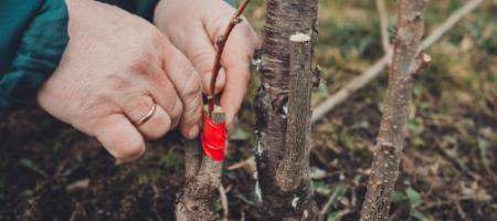 Jak szczepić za korą, szczepić czy szczepić drzewa owocowe?