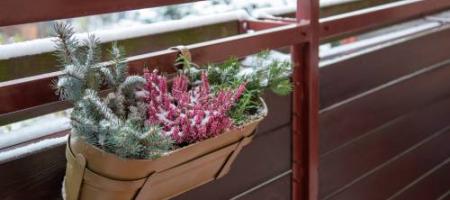Piękne nawet zimą! Zdobądź te odporne rośliny na swój balkon