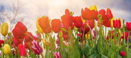 Kiedy sadzi się tulipany i jak prawidłowo je uprawiać?