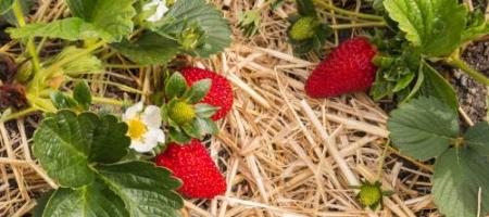 Porady ogrodnicze: jak przezimować truskawki?