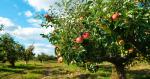 Pielęgnacja jabłoni krok po kroku: jak sadzić, przycinać i nawozić?