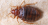 Jak na dobre pozbyć się płazińców, moli, karaluchów, mrówek i innych uciążliwych owadów?